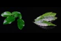 Introducción Kaffir Lime Leaves y Cardamom Leaves