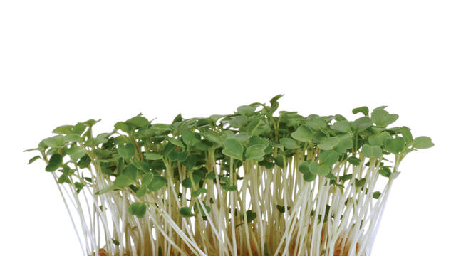 Rucolacress Koppert Cress