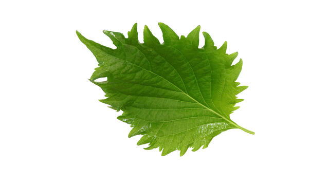 Shiso Leaves Green