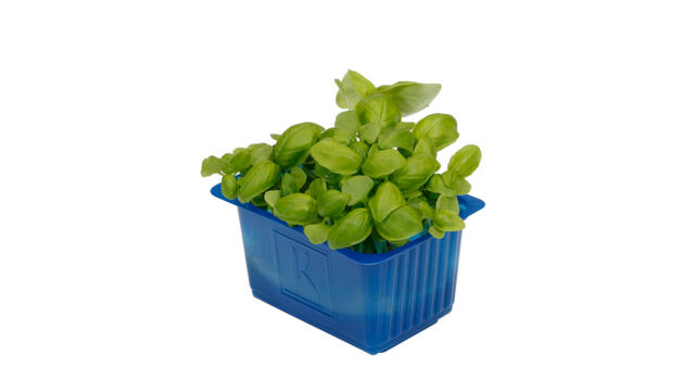 Basil Cress - Koppert Cress