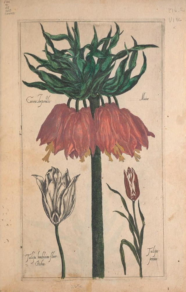 Source: Biodiversity Heritage Library - Le jardin du Roy tres chrestien, Loys XIII, Roy de France et de Navare