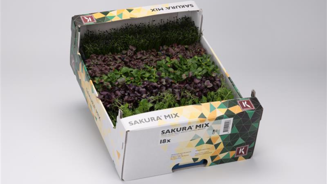 Sakura Mix feiert 25 Jahre Geschmack, Farbe und Handwerkskunst
