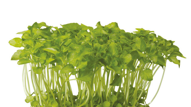 Sechuan Cress®