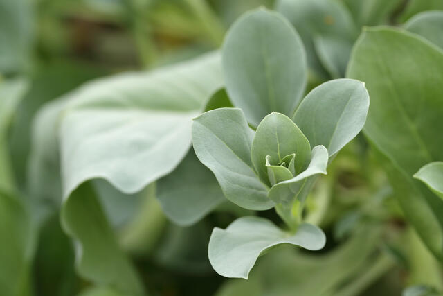Oyster Leaves