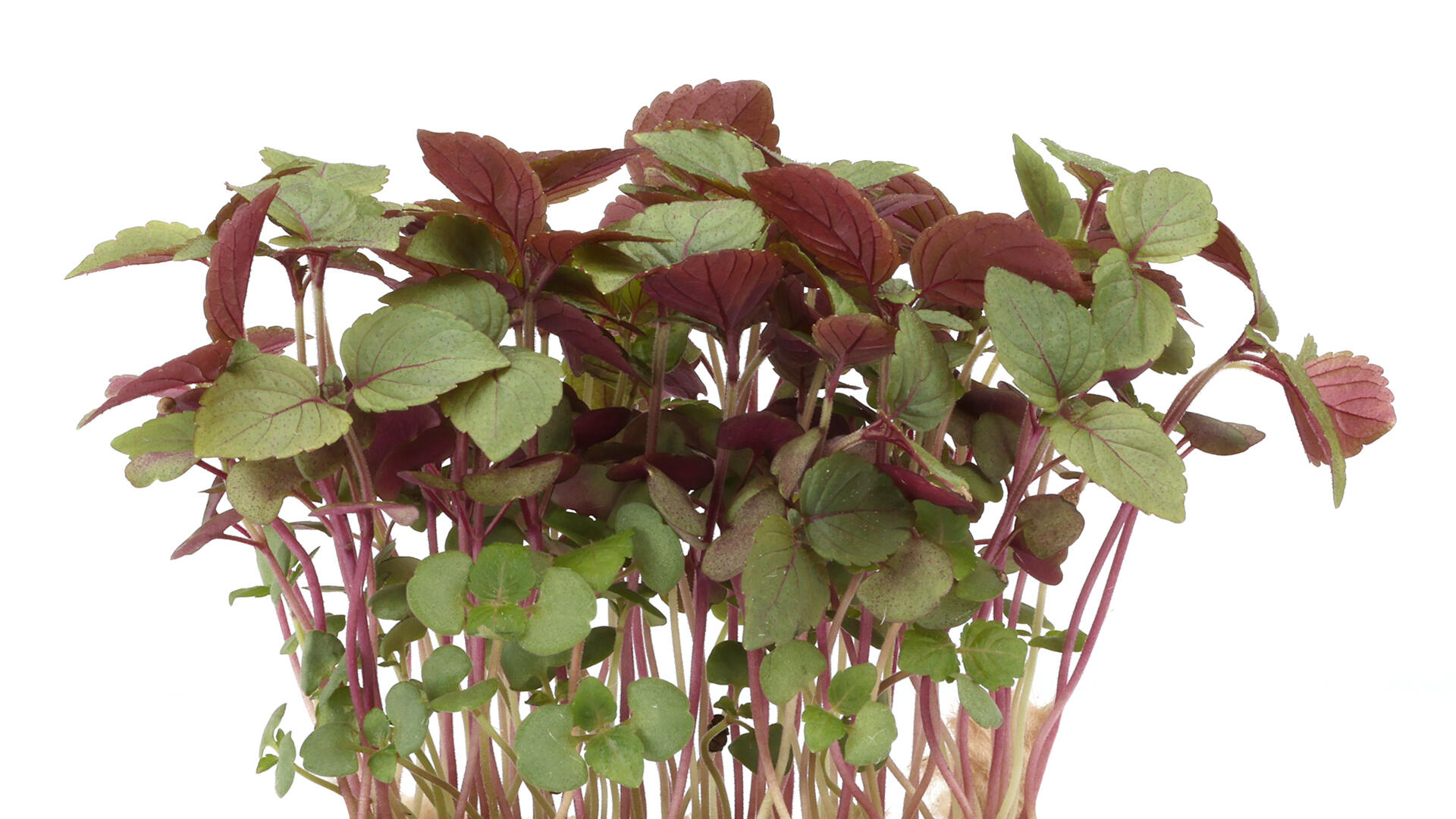 Himbeertörtchen mit weißer Schokolade, Vanille und Shiso Bicolor ...
