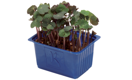 Koppert Cress introduce Zorri Cress!