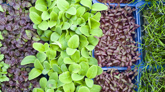 Eindelijk! Een nieuwe Consumentenavond bij Koppert Cress