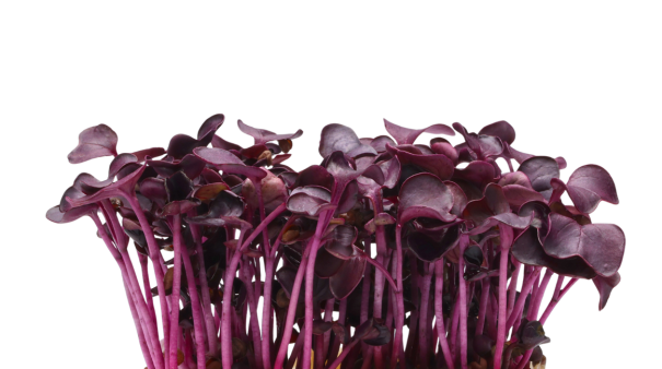 Sakura Cress®