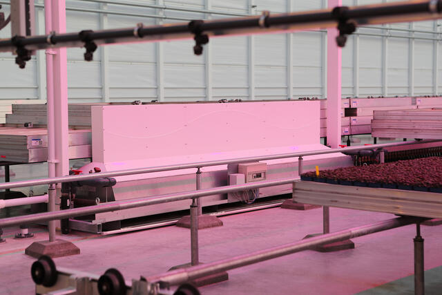 Innovative Greenhouse Koppert Cress