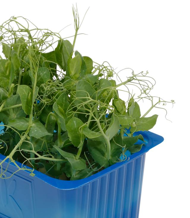 Affilla Cress