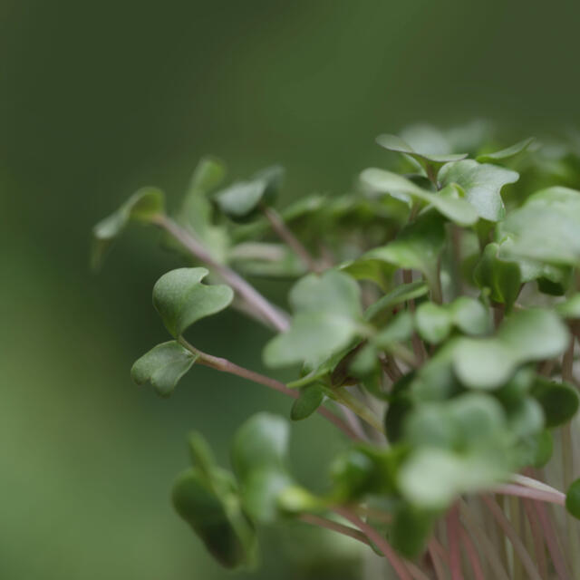 BroccoCress® van Koppert Cress