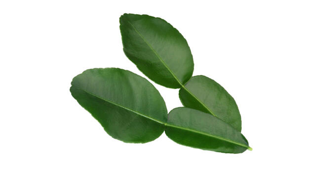 Kaffir Lime Leaves