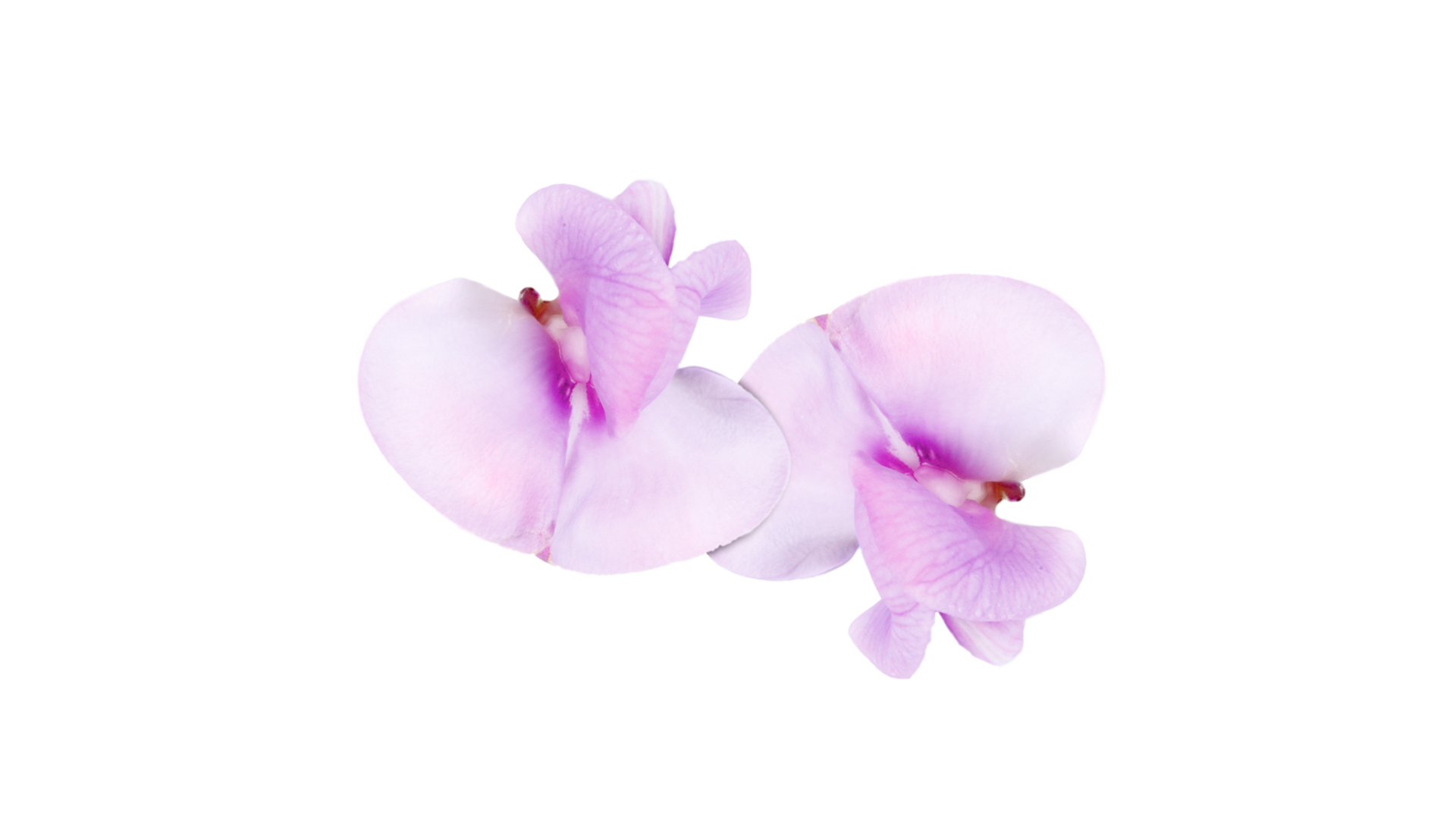 Bean Blossom - Koppert Cress