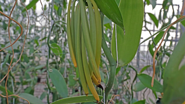 Slofoodgroup Vanilla Planifolia Lot de 5 gousses de vanille