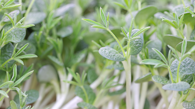 A new standard in convenience: Koppert Cress introduces Lupine Tops