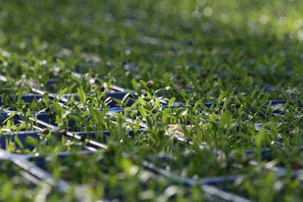 Koppert Cress waarschuwt voor slechte kopieën