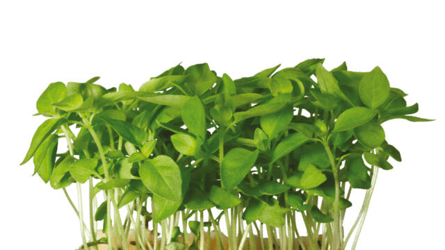 Limon Cress