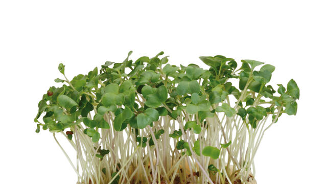 Broccocress Koppert Cress