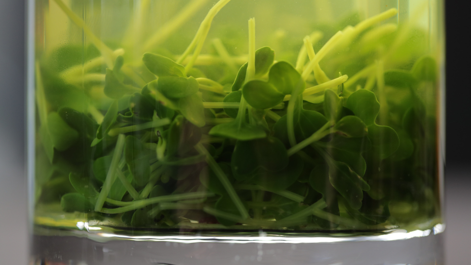 Daikon Cress Vegetable Stock Koppert Cress daikon-cress-vegetable-stock-koppert-cress