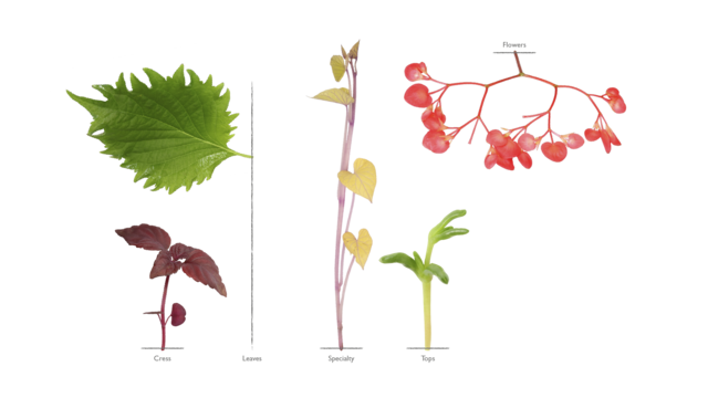 Cress Koppert Global