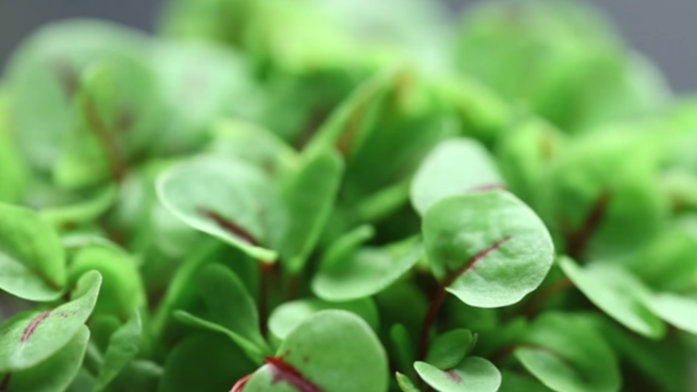 Koppert Cress introduce tre nuovi Cress