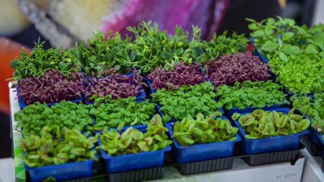 Koppert Cress announces Dart Fresh as South West Distributor (UK)