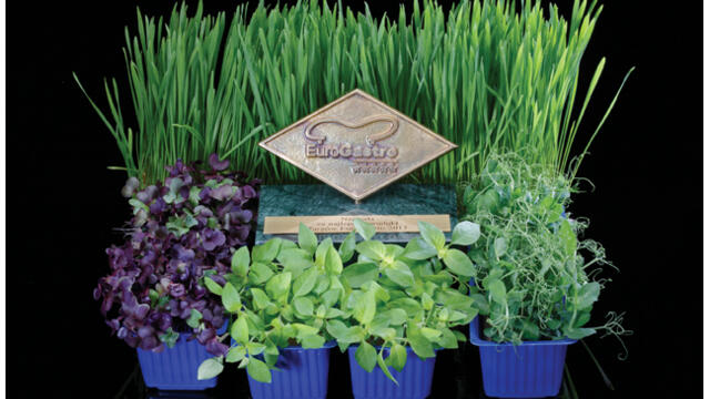 Innovation prize for Koppert Cress in Poland