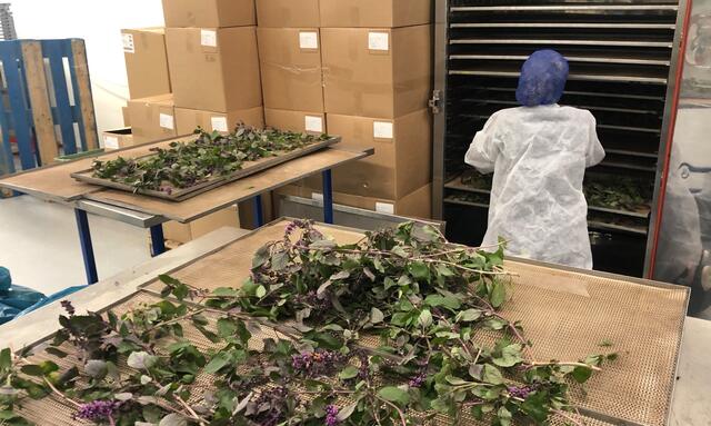 Zallotti Blossom takken worden gedroogd bij Greenco