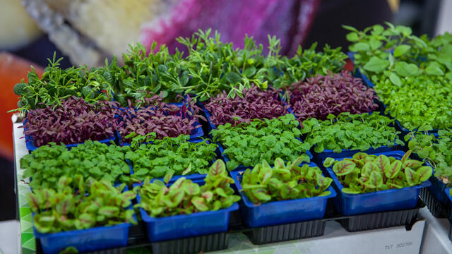 Koppert Cress announces Dart Fresh as South West Distributor (UK)