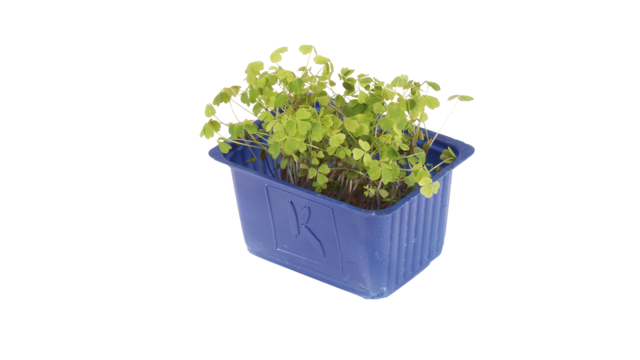 Koppert Cress présente Baby Clover Cress