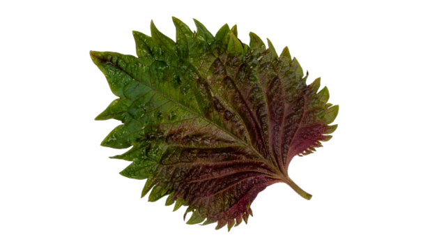 Shiso Leaves Bicolor