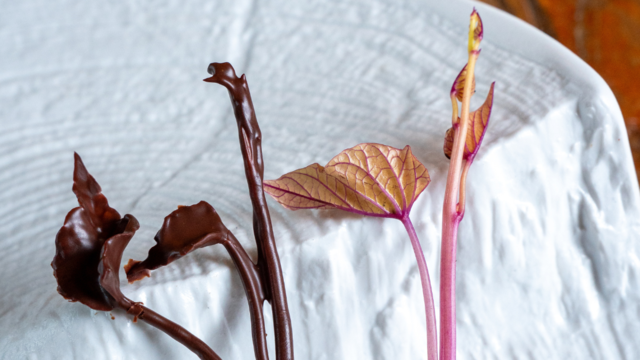 Sweet Peeper Choco Dark