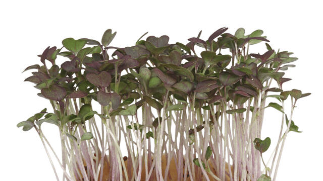 Red Mustard Cress