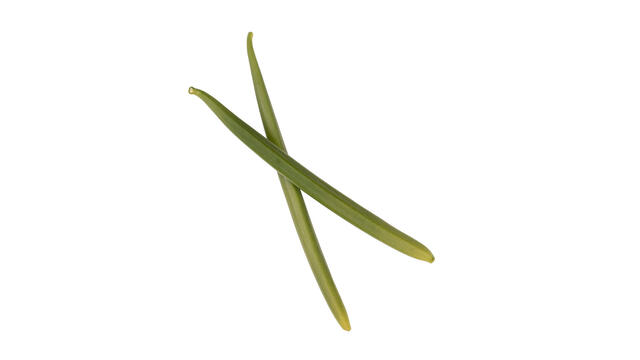 Planifolia Green - Vanilla