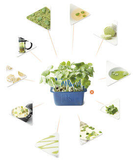 Asanga Cress®: zoveel meer dan alleen garneren!