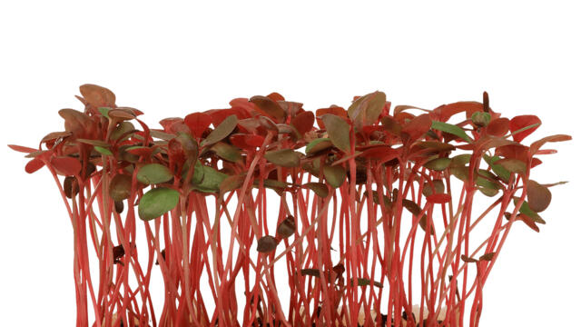 Ghoa Cress® - Koppert Cress