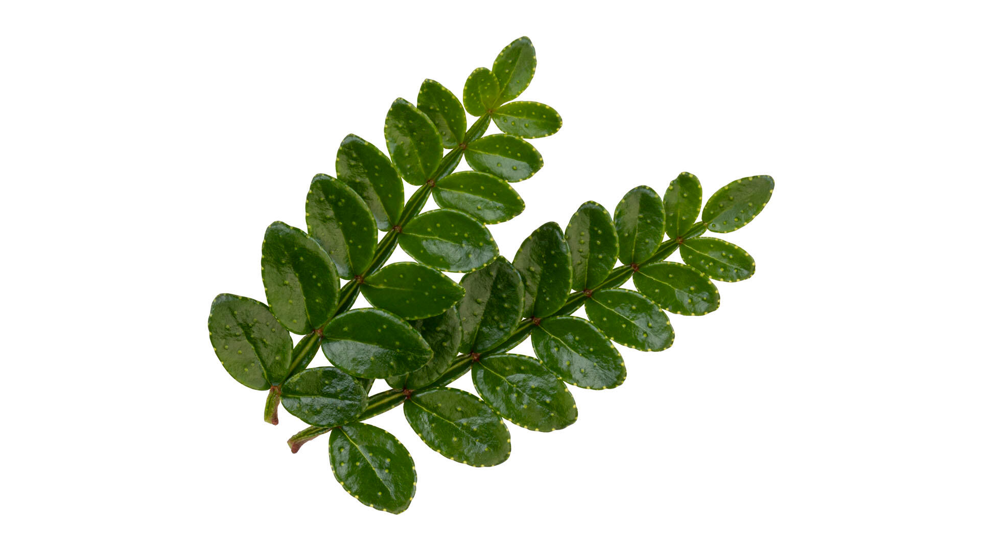 Sansho Leaves Gimlet Cocktail Koppert Cress sansho-leaves-gimlet-cocktail-koppert-cress