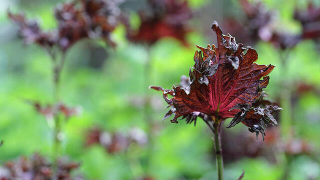 Shiso Leaves Purple Koppert Cress Shiso Leaves Purple Koppert Cress