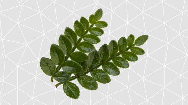 Koppert Cress lanza una gama exclusiva de Sansho Leaves