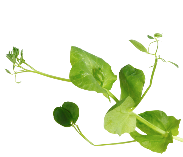 Salad Pea