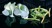 Inspiratie met Oyster Leaves, Salty Fingers en Salicornia Cress