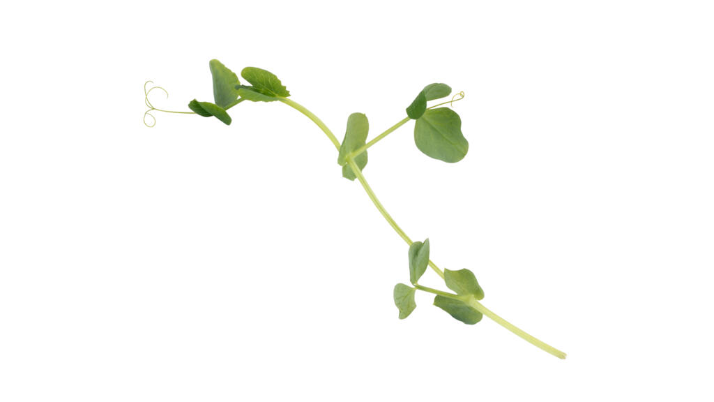 Spring Pea - Koppert Cress