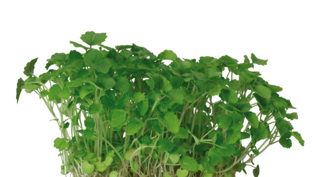 Atsina® Cress