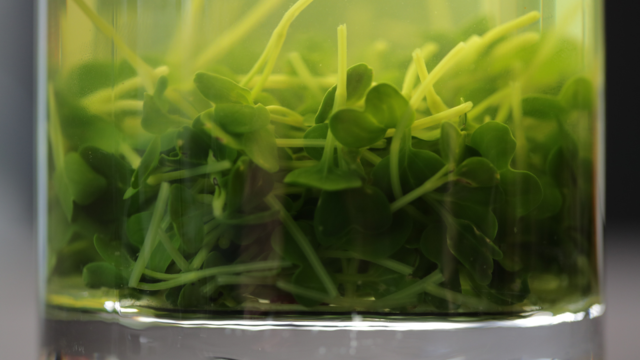 Daikon Cress Vegetable Stock