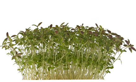 Koppert Cress introduce Time Cress