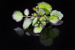 Hippo Tops Tasteful Introduction With Special Features Koppert Cress