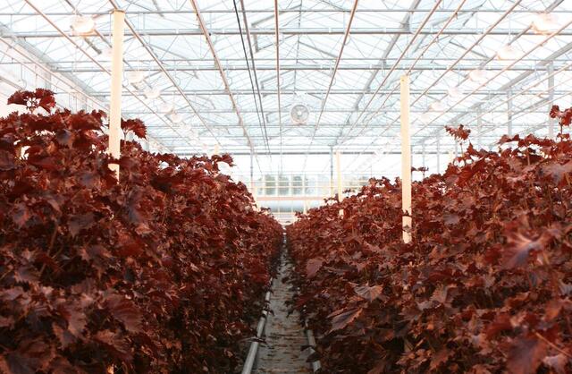 Shiso Purple teelt