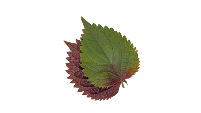 Shiso Leaves Bicolor