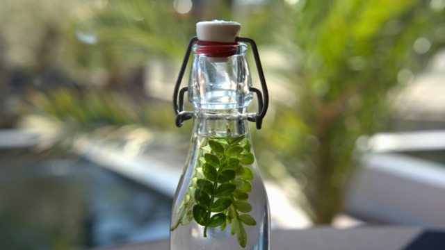 Vodka Sansho Leaves