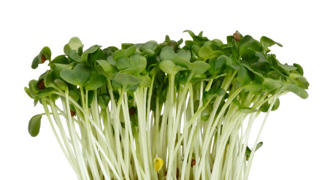 Daikon Cress Koppert Cress